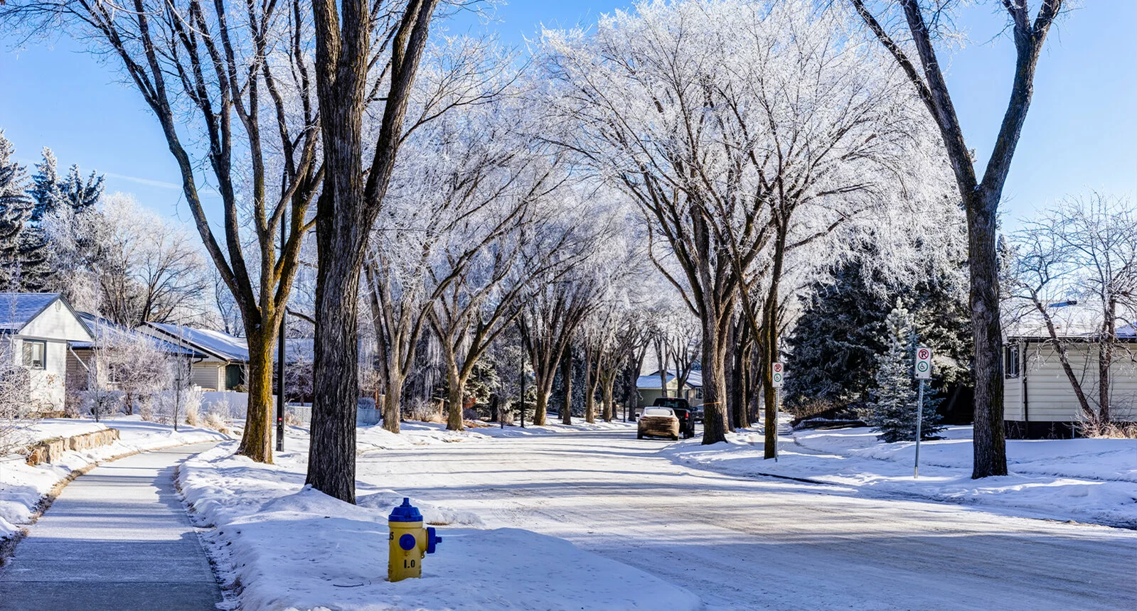 A snowy neighborhood street in Edmonton with trees, cars, and houses covered in snow